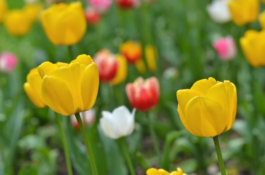 Tulips multi colored flowers field.