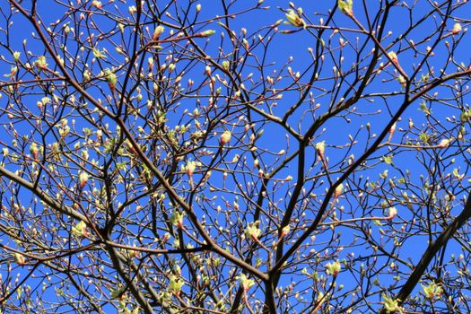 Flower buds on spring magnolia tree and deep blue sky