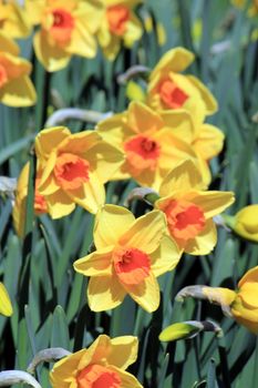 Close up on several daffodils in a field