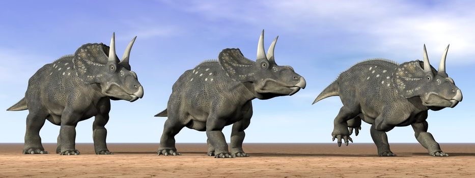 Three diceratops dinosaurs standing in the desert by daylight
