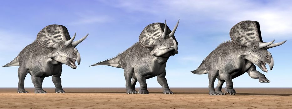 Three zuniceratops dinosaurs standing in the desert by daylight