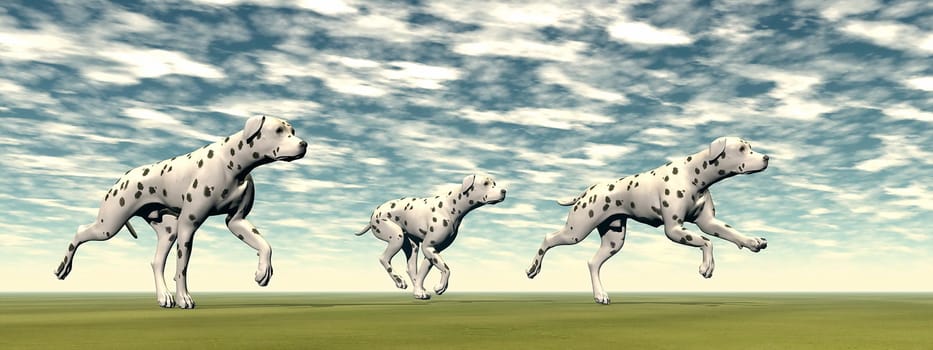 Three dalmatian dogs running on the green grass by cloudy day