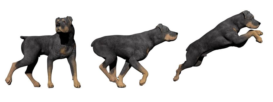 Three rottweiler dogs in white background