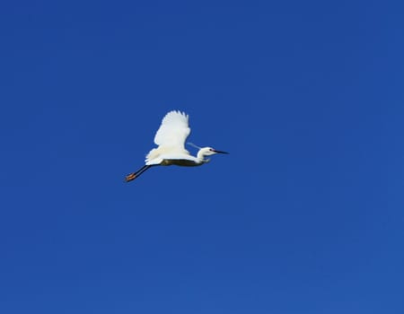 Beautiful white egret bird flying in deep blue sky