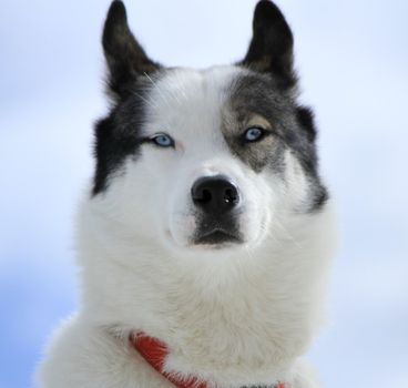 Close up of a husky dog head with its beautiful blue eyes