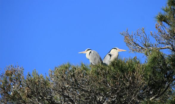 Two herons standing with no move in a tree by beautiful weather