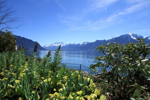 Yellow flowers at springtime at Geneva lake, Montreux, Switzerland. See Alps mountains in the background.
