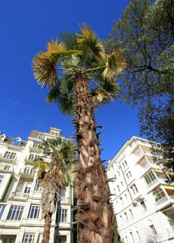 Palm tree in front of white building in Montreux, Switzerland