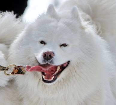 Close up of beautiful white samoyede dog face while running