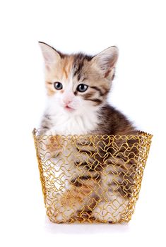 Multi-colored kitten in a gold basket. Kitten on a white background. Small predator.