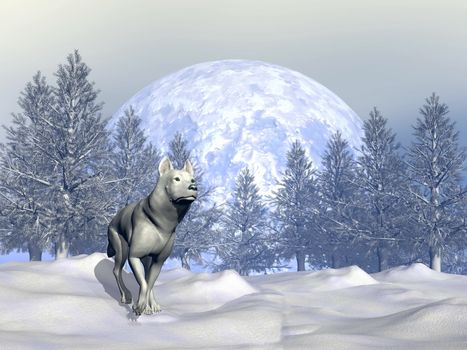 White wolf walking in the snowy mountain with fir trees by winter