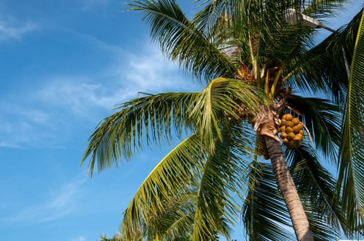 Close up of coconut palm over blue sky