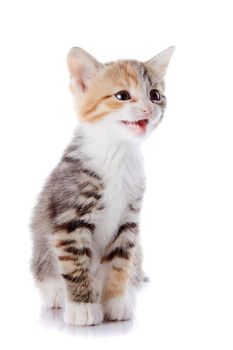 Multi-colored mewing kitten. Kitten on a white background. Small predator.