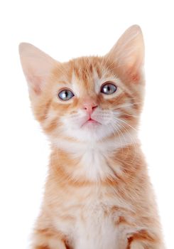 Red kitten. Kitten on a white background. Red striped kitten. Small predator.