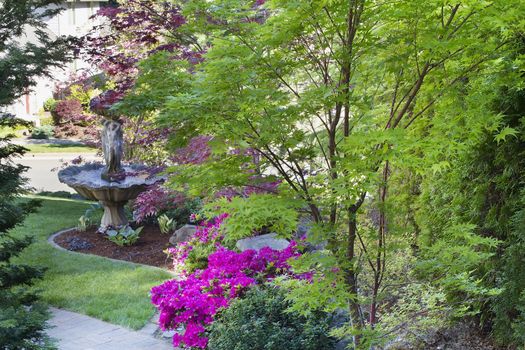 Coral Bark Japanese Maple Tree in Front Law with Water Fountain and Blooming Pink Azalea Flowers