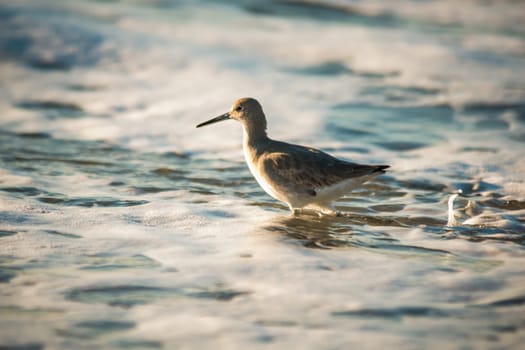 Willet wading through the ocean foam