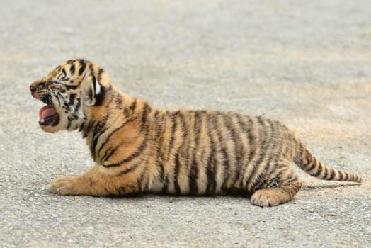 baby bengal tiger in zoo