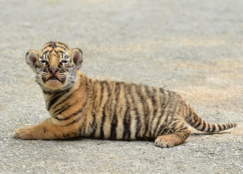 baby bengal tiger in zoo