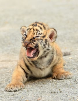 baby bengal tiger in zoo