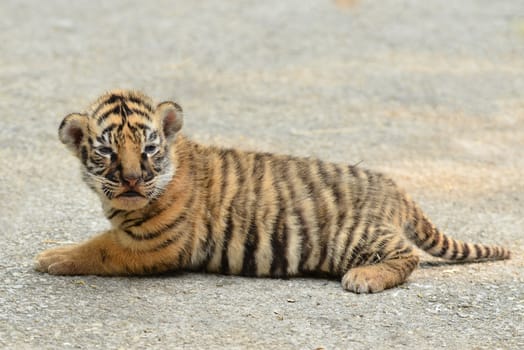 baby bengal tiger in zoo