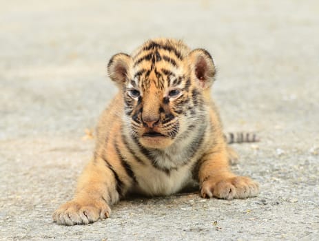 baby bengal tiger in zoo