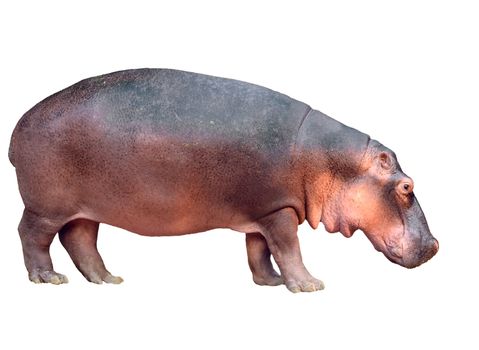 hippopotamus isolated on white background