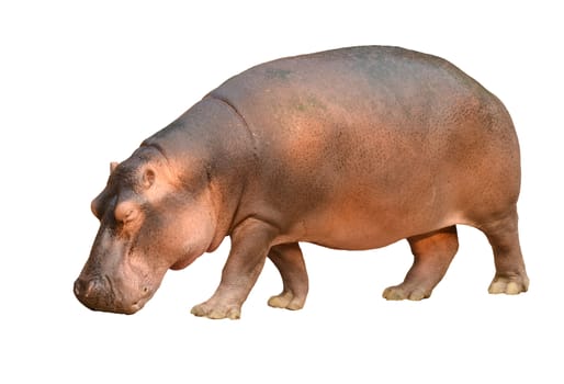hippopotamus isolated on white background