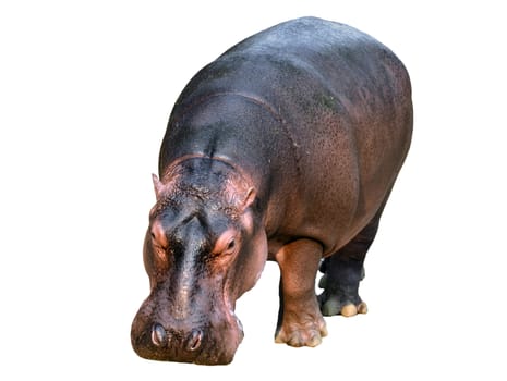 hippopotamus isolated on white background