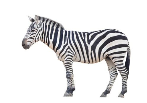 zebra isolated on white background