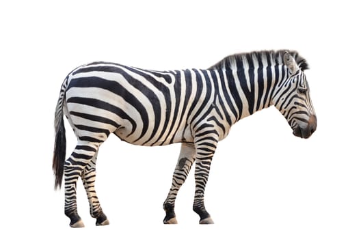 zebra isolated on white background