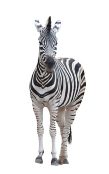 zebra isolated on white background