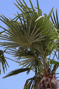 decorative palm tree over blue sky