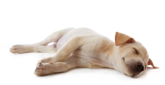puppy dog lying isolated on white background
