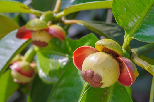 The little flowers mangosteen fruit in garden Chanthaburi, Thailand.