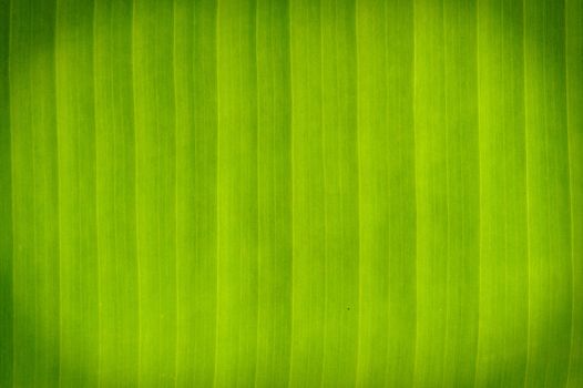 Abstract Banana leaves in background.