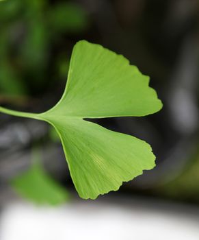 Ginkgo biloba