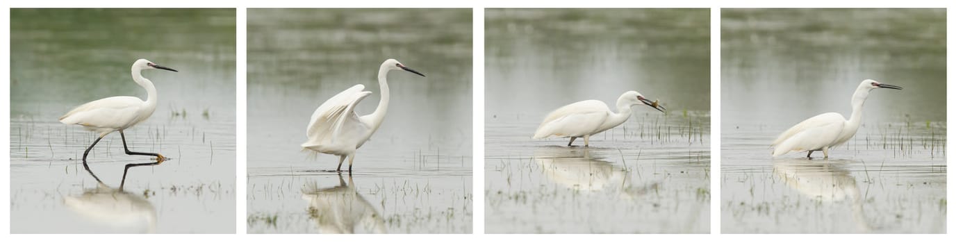 Egretta garzetta or small white heron photo series, walking in a lake