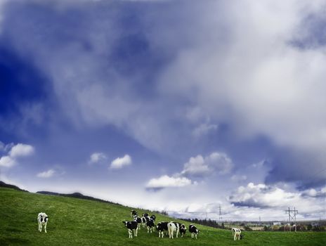 This is what you see. A classic panorama with black and white cows.