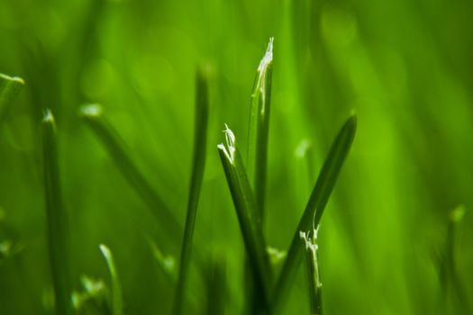 cut grass with a Lawn Mower. Actually��� it's just a detail that show that the grass is not cut properly when using any kind of Lawn Mower. Unless you use a very sharp Lawn Mower, the grass looks like this !