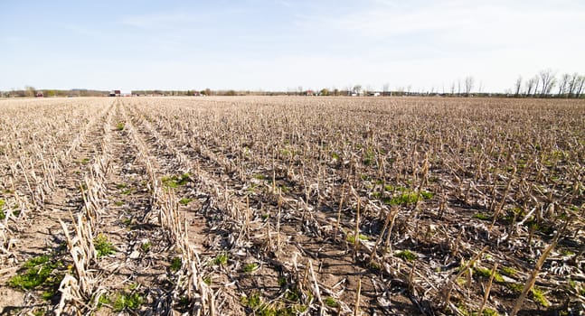 Dry Corn field