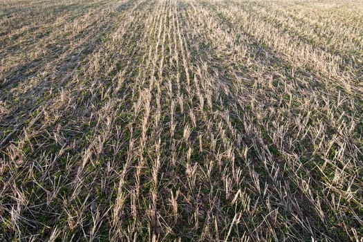 Dry Corn field