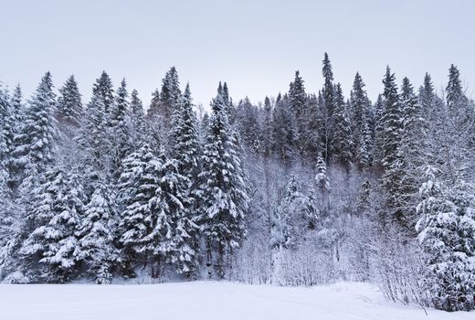 A steep cliff with nice tall trees just after a big snowstorm. This is a composition of 3 vertical images to get the best resolution possible. That was a very cold day in Gaspe.