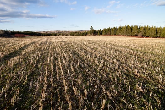 Golden field