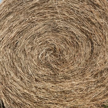 Straw bundle texture with a lot of details