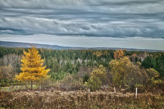 One nice larch tree with 3 deers in the background (far). HDR picture.