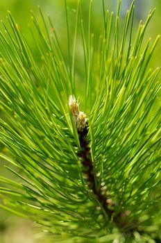 Young Shoots of Beautiful Green Pine Tree closeup. Selective Focus