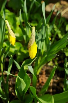 Two Little Yellow Daffodil Buds on Nature Environment background