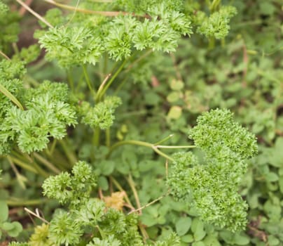 Fresh organic herb gardening green parsley Petroselinum 