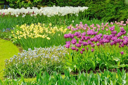 tulips field in different colors