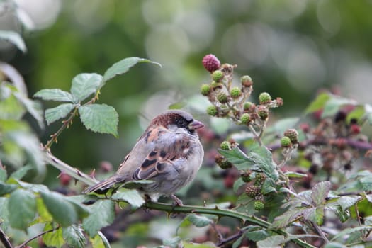 Hedge sparrow